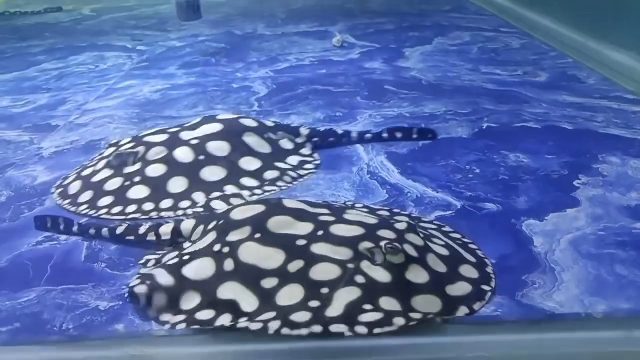 準備喂魚[色]胖嘟嘟，寶島水族曾大大雄魟魚繁殖場