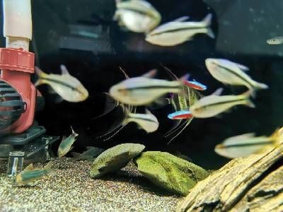 80厘米魚缸玻璃厚度多少:80厘米長的魚缸玻璃厚度越厚 魚缸百科 第4張 80厘米魚缸玻璃厚度多少:80厘米長的魚缸玻璃厚度越厚 80厘米魚缸玻璃厚度多少:80厘米長的魚缸玻璃厚度越厚 魚缸百科 第4張