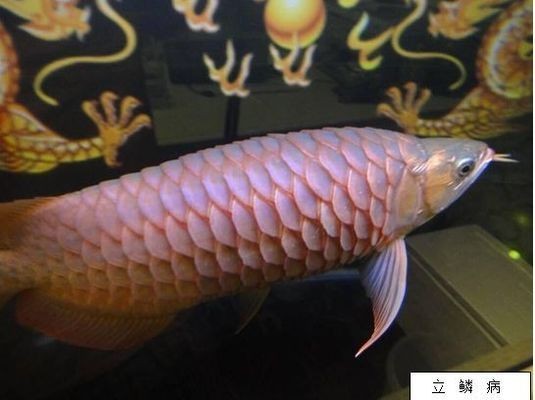 龍魚立鱗恢復后多久喂食合適vs祥龍魚場:如何判斷龍魚立鱗是否痊愈 vs祥龍魚場 第4張 龍魚立鱗恢復后多久喂食合適vs祥龍魚場:如何判斷龍魚立鱗是否痊愈 龍魚立鱗恢復后多久喂食合適vs祥龍魚場:如何判斷龍魚立鱗是否痊愈 vs祥龍魚場 第4張