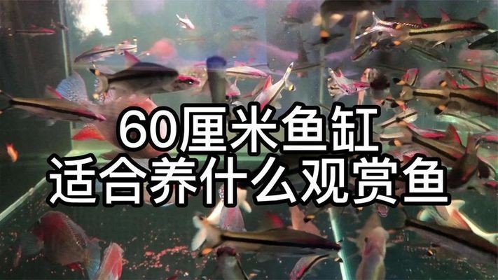 60魚缸養什么魚好：60厘米的魚缸可以養多種觀賞魚，適合養殖多種觀賞魚