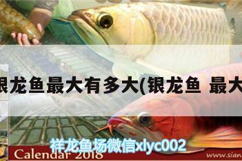銀龍魚最大有多大(銀龍魚最大) 銀龍魚最大有多大(銀龍魚最大) 銀龍魚百科