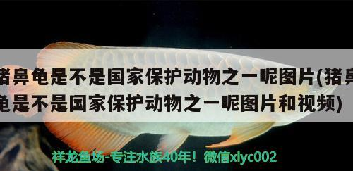 豬鼻龜是不是國家保護動物之一呢圖片(豬鼻龜是不是國家保護動物之一呢圖片和視頻)