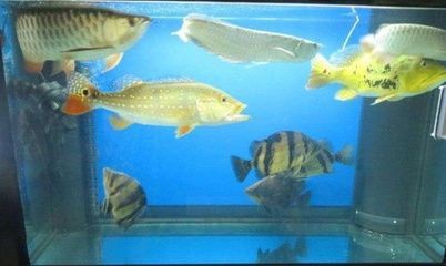 龍魚老打架？試試以下幾個方法或許可以改善vs祥龍魚場：龍魚打架的原因及種類