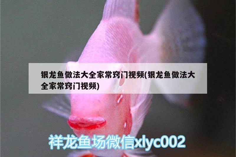 銀龍魚(yú)做法大全家常竅門(mén)視頻(銀龍魚(yú)做法大全家常竅門(mén)視頻)