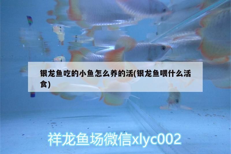銀龍魚吃的小魚怎么養的活(銀龍魚喂什么活食) 銀龍魚吃的小魚怎么養的活(銀龍魚喂什么活食) 銀龍魚百科