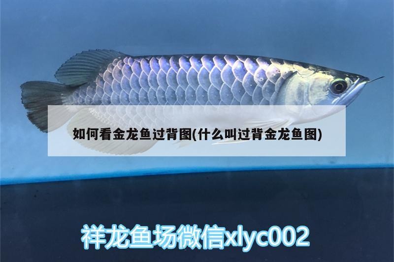如何看金龍魚過背圖(什么叫過背金龍魚圖) 如何看金龍魚過背圖(什么叫過背金龍魚圖) 金龍魚百科