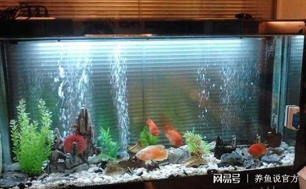 金龍魚水質檢測頻率：金龍魚水質檢測頻率的相關要點
