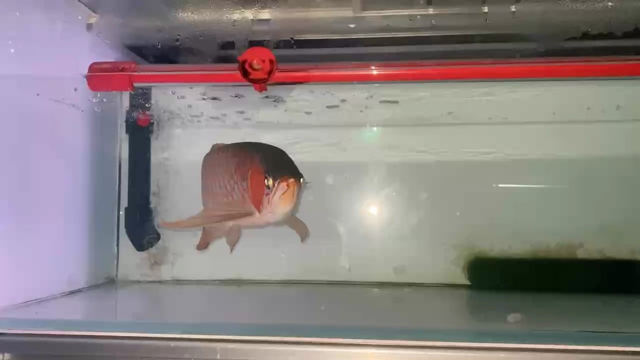 不開燈看都比姨媽還要紅，實物更紅 不開燈看都比姨媽還要紅，實物更紅 龍魚論壇