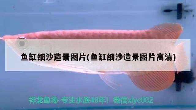魚缸細沙造景圖片(魚缸細沙造景圖片高清)