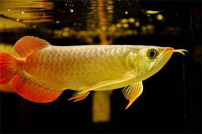 金龍魚消化不良癥狀識別：金龍魚消化不良的一些典型癥狀