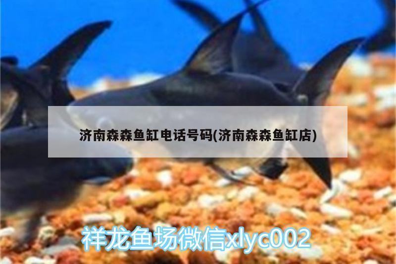 濟南森森魚缸電話號碼(濟南森森魚缸店)