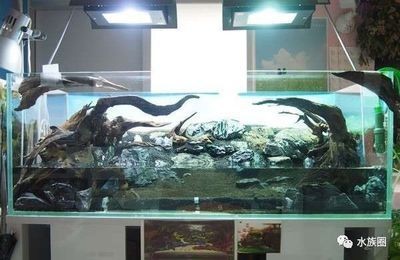 1米魚缸如何造景：1米魚缸造景需要綜合考慮多個因素 1米魚缸如何造景：1米魚缸造景需要綜合考慮多個因素 魚缸百科 第2張