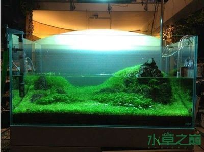 1米魚缸如何造景：1米魚缸造景需要綜合考慮多個因素 1米魚缸如何造景：1米魚缸造景需要綜合考慮多個因素 魚缸百科 第3張