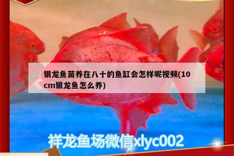 銀龍魚苗養在八十的魚缸會怎樣呢視頻(10cm銀龍魚怎么養)