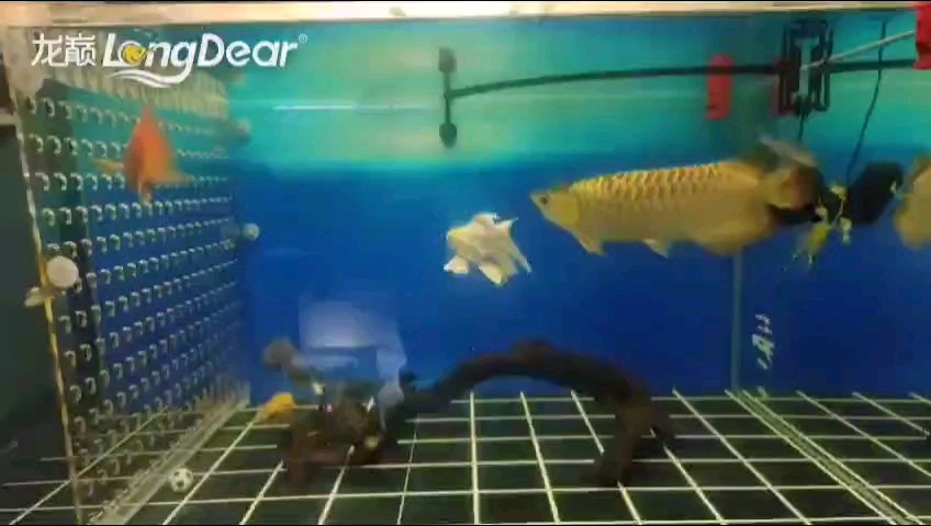 魚缸過濾器選購指南:自制魚缸過濾器魚缸上置過濾器對于養魚愛好者的必備知識 轉發578 龍魚論壇 轉發578 轉發578 龍魚論壇