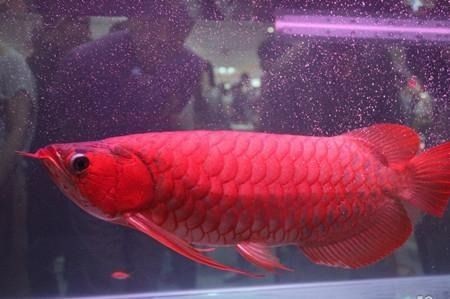 紅龍魚價格虛高怎么辦：紅龍魚價格虛高的問題需要從多個角度入手-