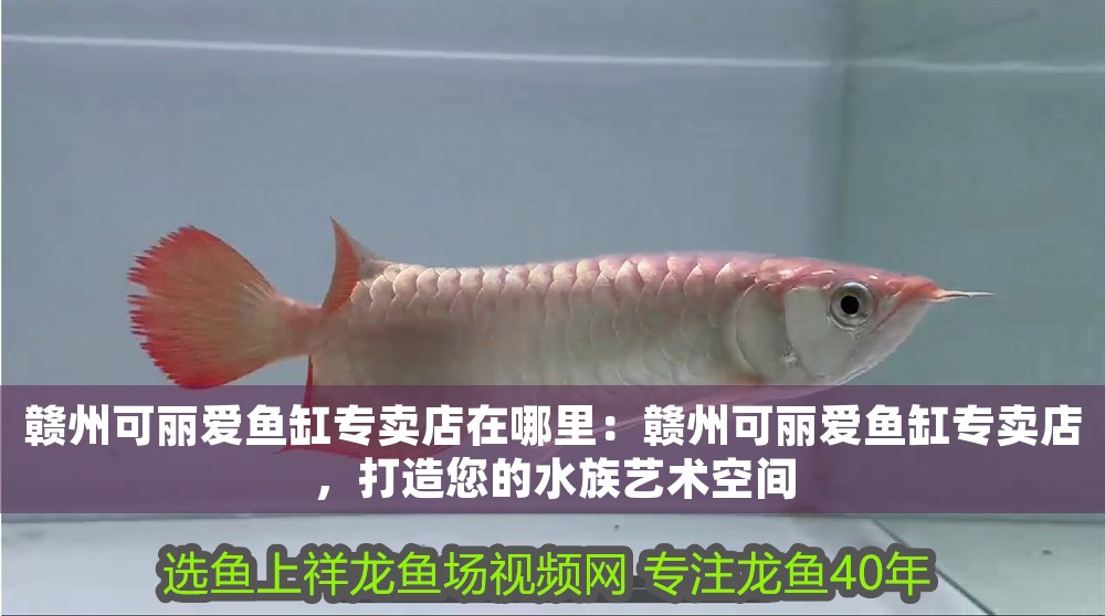 贛州可麗愛(ài)魚(yú)缸專(zhuān)賣(mài)店在哪里：贛州可麗愛(ài)魚(yú)缸專(zhuān)賣(mài)店，打造您的水族藝術(shù)空間