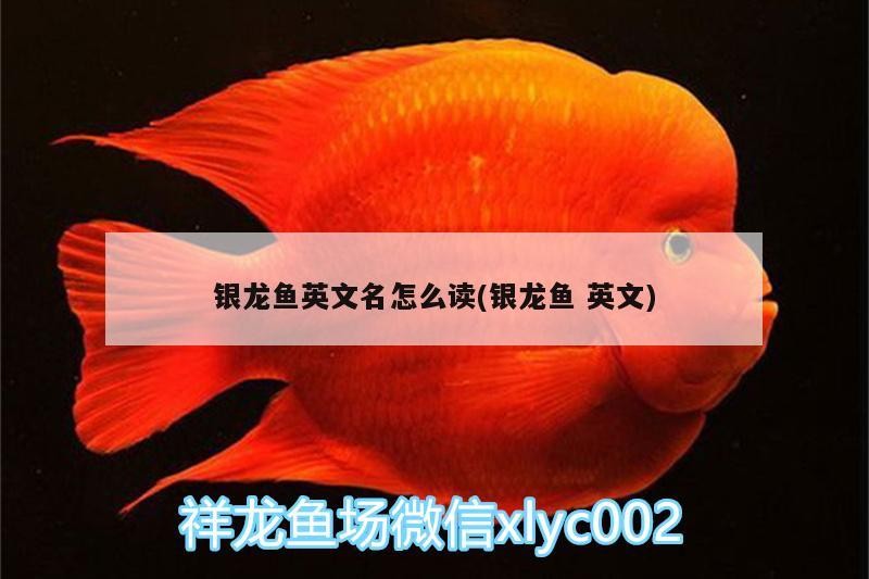 銀龍魚英文名怎么讀(銀龍魚英文)