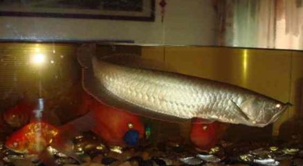 魟魚可以和銀龍魚混養嗎圖片大全：龍魚可以與銀龍魚混養嗎圖片大全[需手動填充][需手動填充]魚可以與銀龍魚混養嗎