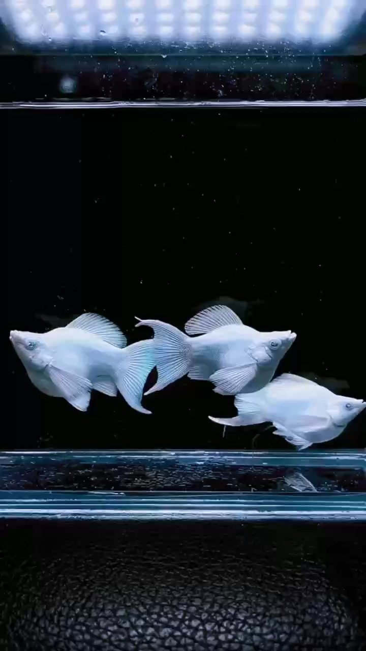 鉆石眼瓷白瑪麗球體#孔雀魚 #高端孔雀魚#稀有孔雀魚 鉆石眼瓷白瑪麗球體#孔雀魚 #高端孔雀魚#稀有孔雀魚 龍魚論壇