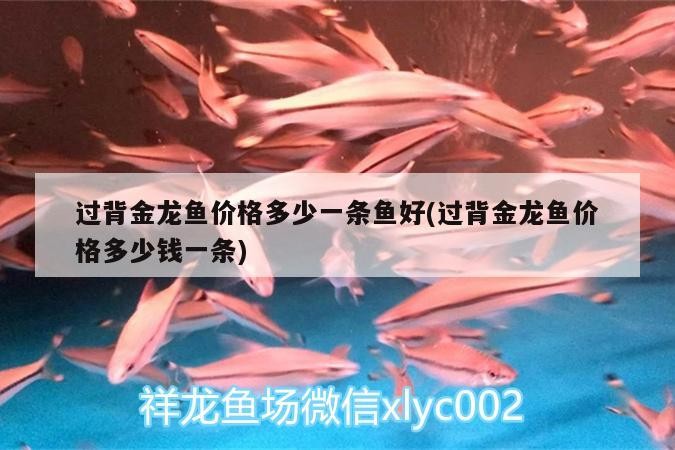 過背金龍魚價格多少一條魚好(過背金龍魚價格多少錢一條) 過背金龍魚價格多少一條魚好(過背金龍魚價格多少錢一條) 金龍魚百科