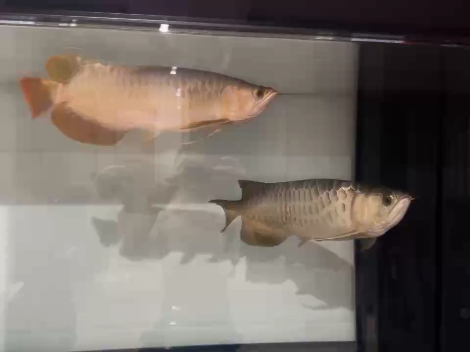 紅龍魚用黃燈烤有用嗎 強(qiáng)勢(shì)回歸龍巔!我宣布!混養(yǎng)成功! 龍魚論壇 強(qiáng)勢(shì)回歸龍巔!我宣布!混養(yǎng)成功! 強(qiáng)勢(shì)回歸龍巔!我宣布!混養(yǎng)成功! 龍魚論壇