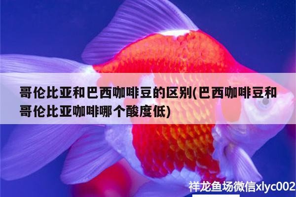 哥倫比亞和巴西咖啡豆的區(qū)別(巴西咖啡豆和哥倫比亞咖啡哪個(gè)酸度低) 哥倫比亞和巴西咖啡豆的區(qū)別(巴西咖啡豆和哥倫比亞咖啡哪個(gè)酸度低) 馬來西亞咖啡