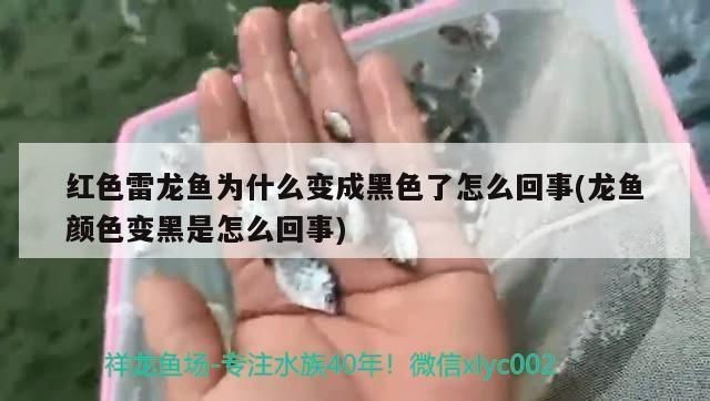 龍魚身上有很多黑斑點(diǎn)vs祥龍魚場：祥龍魚場的評(píng)價(jià)，龍魚常見疾病預(yù)防