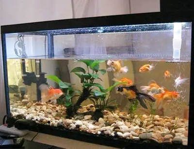 80厘米的魚缸可以養多少條魚：80厘米的魚缸能養多少條魚 80厘米的魚缸可以養多少條魚：80厘米的魚缸能養多少條魚 魚缸百科 第4張