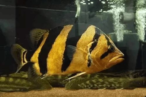 如何避免購買病虎魚，如何避免購買到病虎魚 如何避免購買病虎魚，如何避免購買到病虎魚 虎魚百科 第1張