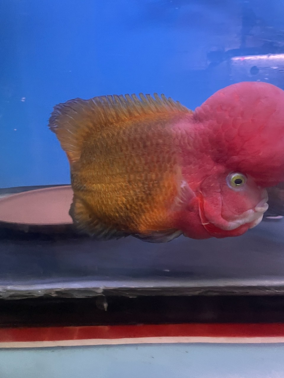 大黃蜂羅漢魚 大黃蜂羅漢魚 龍魚論壇 第1張