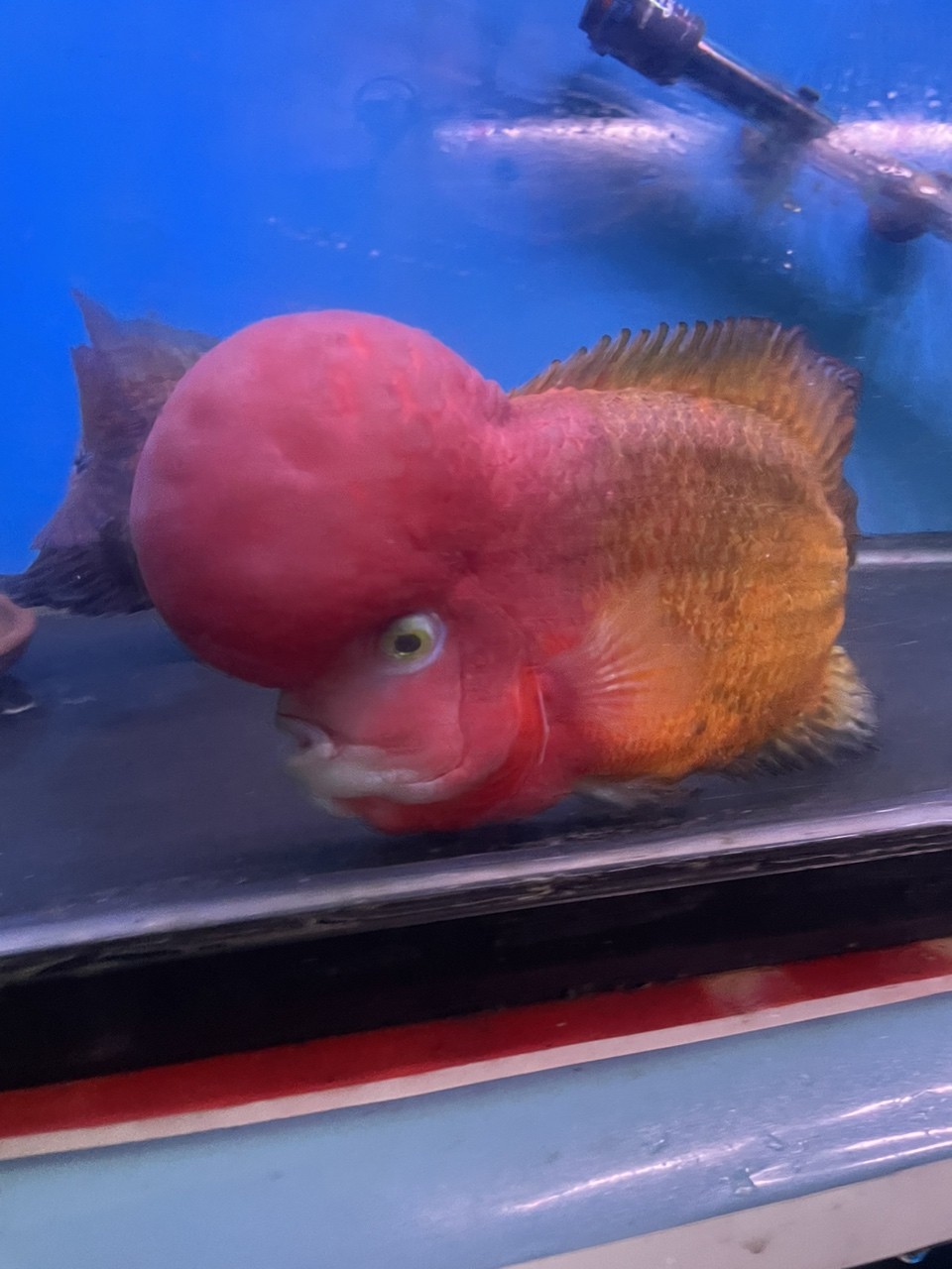 大黃蜂羅漢魚 大黃蜂羅漢魚 龍魚論壇 第2張