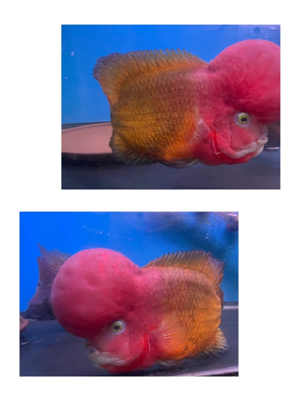 大黃蜂羅漢魚 大黃蜂羅漢魚 龍魚論壇 第4張