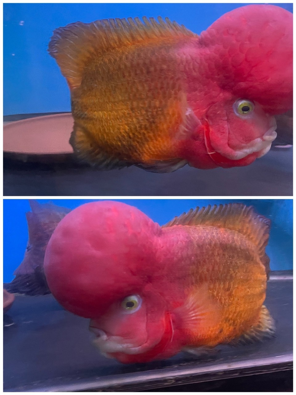 大黃蜂羅漢魚 大黃蜂羅漢魚 龍魚論壇 第3張