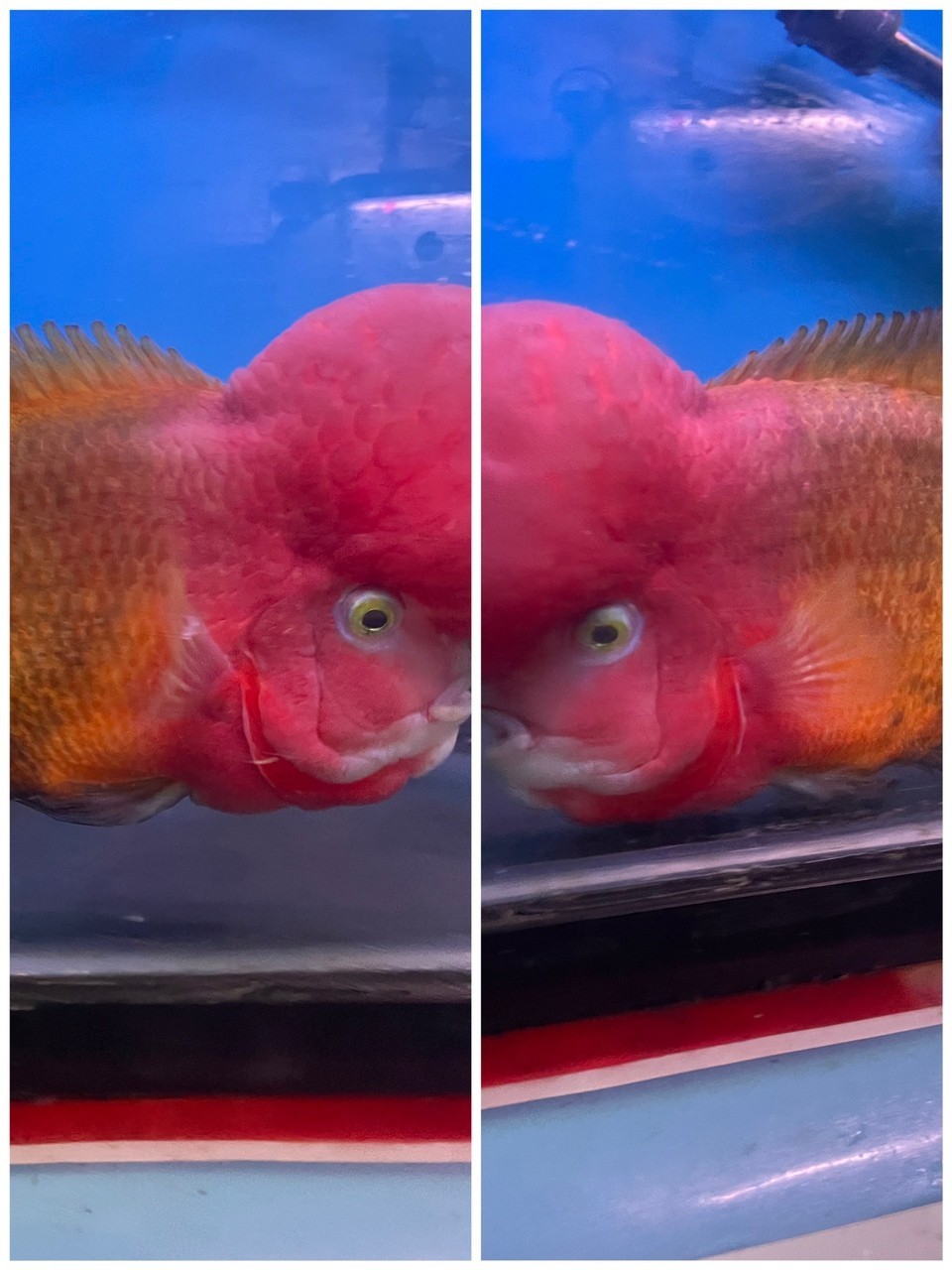 大黃蜂羅漢魚 大黃蜂羅漢魚 龍魚論壇 第5張