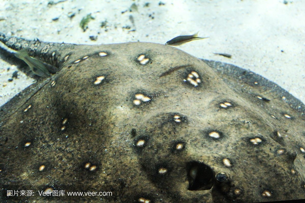 魟魚變白要警惕四種病：[需手動填充]魚身上出現白色斑塊是怎么回事 魟魚變白要警惕四種?。篬需手動填充]魚身上出現白色斑塊是怎么回事 魟魚百科 第1張