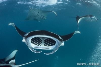 蝠鲼和魟魚不是一種魚：蝠鲼和魟魚不是一種魚不是一種魚，它們的主要區別