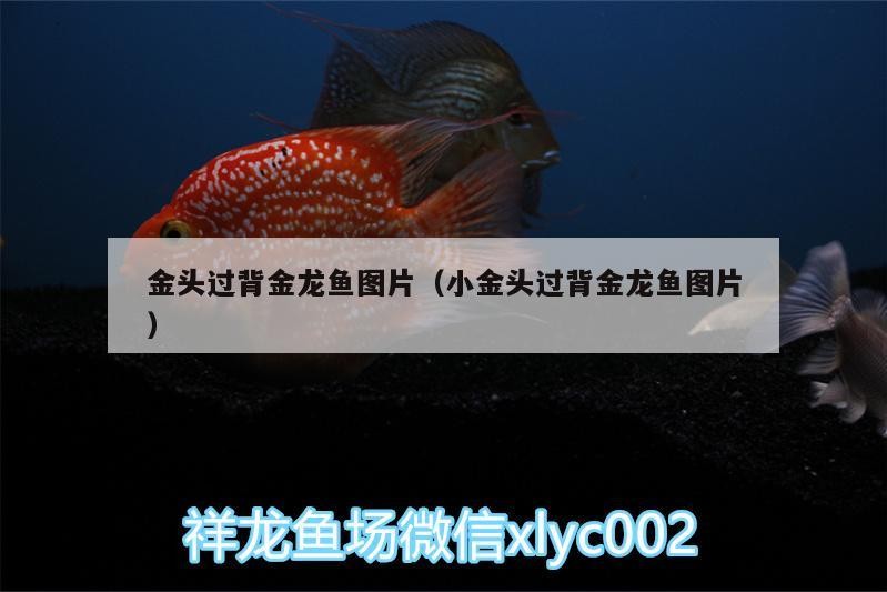 金頭過背金龍魚圖片（小金頭過背金龍魚圖片）