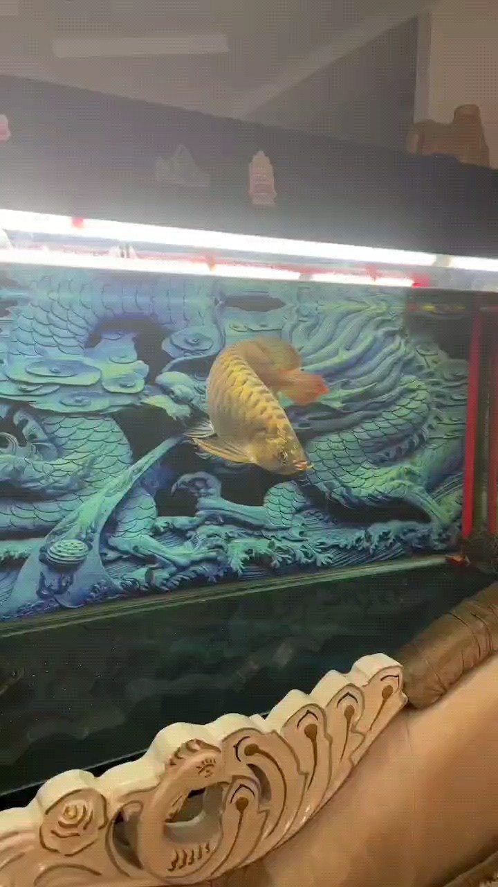 麻煩問一下我這條是不是橙紅龍魚啊？
