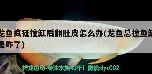 龍魚水溫過低導致魚翻肚vs祥龍魚場:龍魚水溫過低導致魚翻肚祥龍魚場對此進行了回應 vs祥龍魚場 第5張 龍魚水溫過低導致魚翻肚vs祥龍魚場:龍魚水溫過低導致魚翻肚祥龍魚場對此進行了回應 龍魚水溫過低導致魚翻肚vs祥龍魚場:龍魚水溫過低導致魚翻肚祥龍魚場對此進行了回應 vs祥龍魚場 第5張