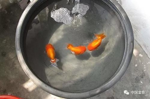 40魚缸裝滿水多少斤：一個長40厘米、寬40厘米、高40厘米、高40厘米的正方體魚缸裝滿水的重量是多少？
