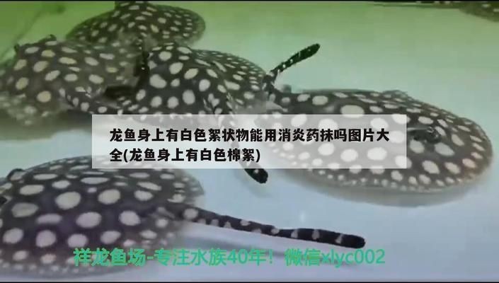 龍魚身上有白色絮狀物用什么藥vs祥龍魚場：龍魚白絮物病因分析祥龍魚場治療方案 龍魚身上有白色絮狀物用什么藥vs祥龍魚場：龍魚白絮物病因分析祥龍魚場治療方案 vs祥龍魚場 第1張