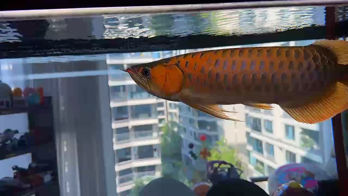 能看懂下面這段話的估計沒幾年養魚功底不知