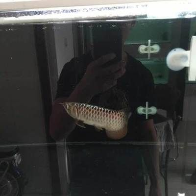 虎魚多大可以放出隔離盒了：虎魚多大可以放入隔離盒中養？