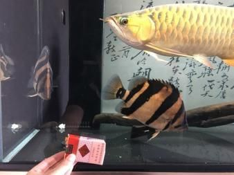 虎魚多大可以放出隔離盒了：虎魚多大可以放入隔離盒中養？