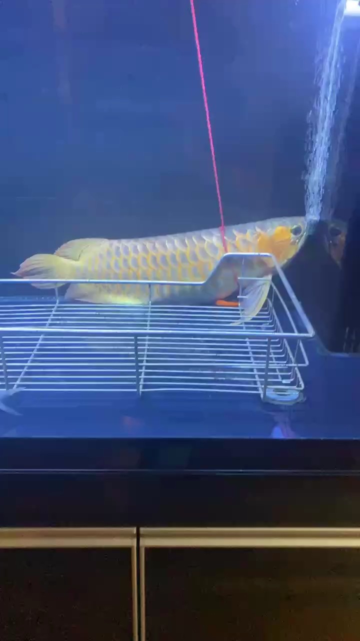 還是走了 還是走了 龍魚論壇 第1張