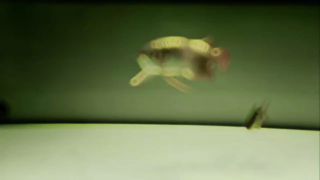 冬季開始整活 冬季開始整活 龍魚論壇 第1張