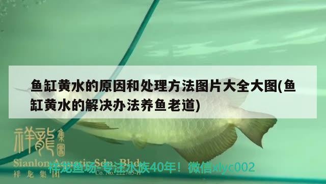魚缸黃水的原因和處理方法圖片大全大圖(魚缸黃水的解決辦法養(yǎng)魚老道) 魚缸黃水的原因和處理方法圖片大全大圖(魚缸黃水的解決辦法養(yǎng)魚老道) 金龍魚百科