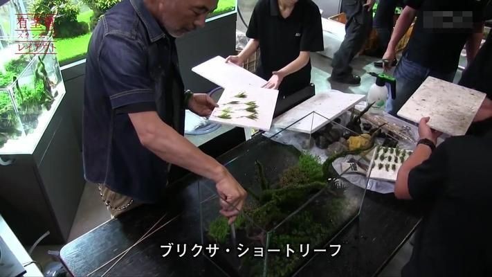 30CM魚缸造景：30cm魚缸造景之基礎裝備