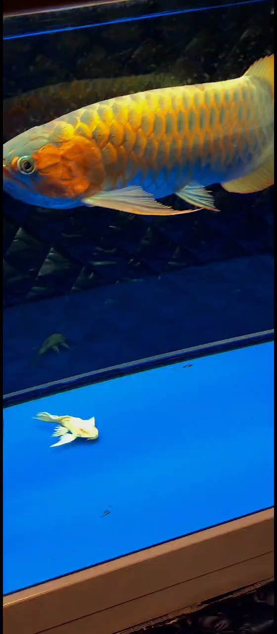 喂個魚 喂個魚 龍魚論壇